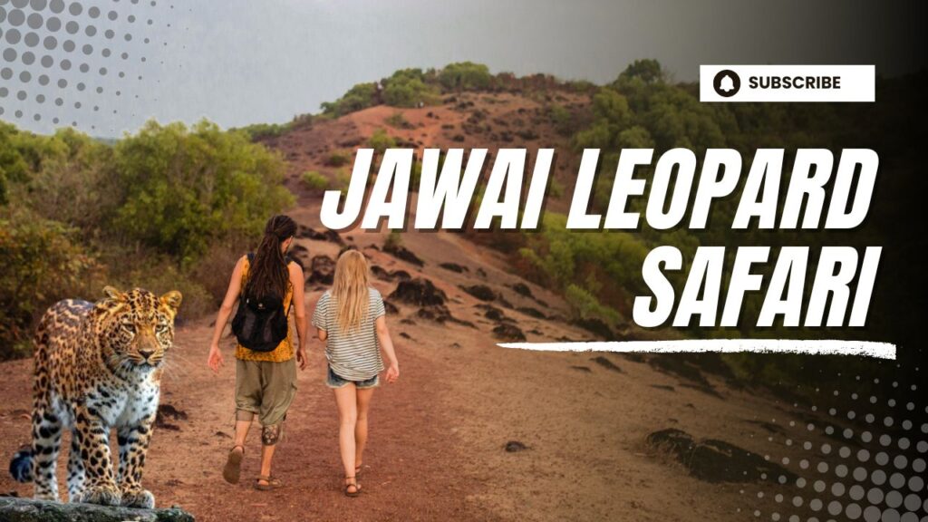 Jawai Leopard Safari: A Complete Guide for Wildlife Lovers